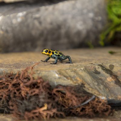 Ranitomeya imitator Taropoto