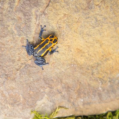 Ranitomeya imitator Varadero 2