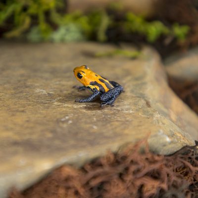 Ranitomeya imitator Varadero