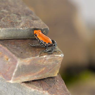 Ranitomeya reticulata 2