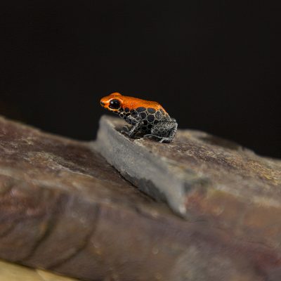 Ranitomeya reticulata 3