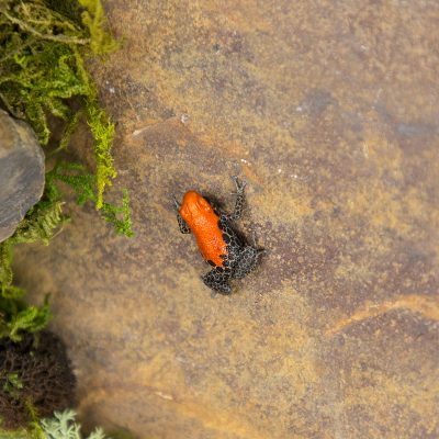 Ranitomeya reticulata