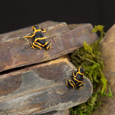 Ranitomeya summersi 2