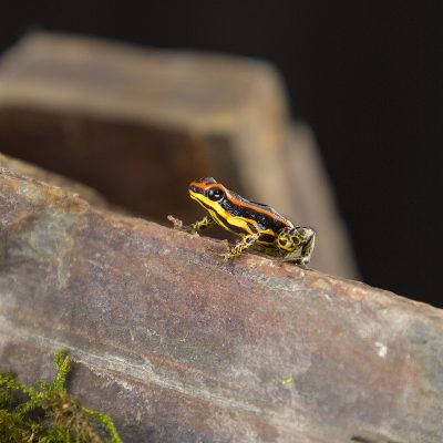 Ranitomeya uakarii Gold Leg 2