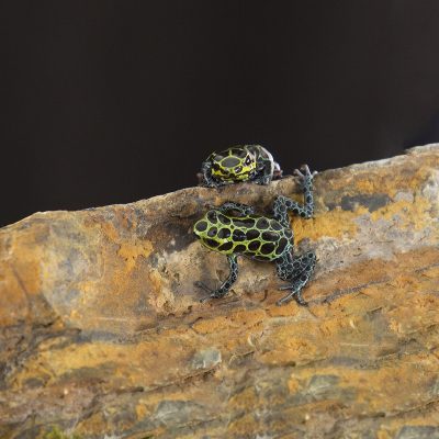 Ranitomeya variabilis Highland