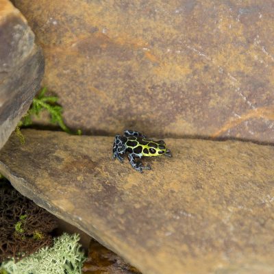 Ranitomeya variabilis Southern 3