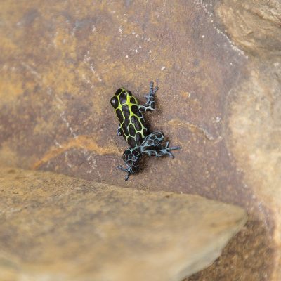Ranitomeya variabilis Southern 4
