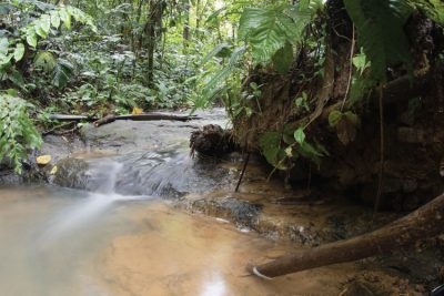 Save the Rainforest