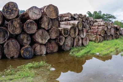logging