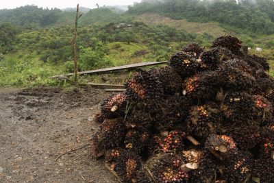 palm oil