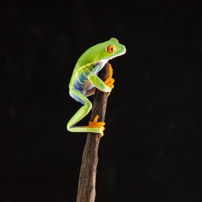 Agalychnis callidryas red eyed treefrog