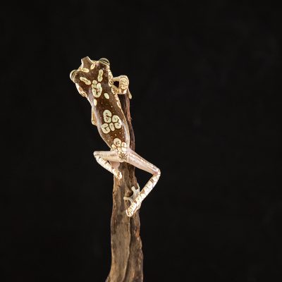 Boana picturata 2