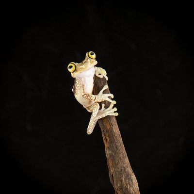 Boana picturata