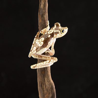 Boana picturata Female