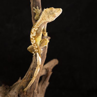 Crested Gecko