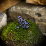 Dendrobates auratus Blue and Black