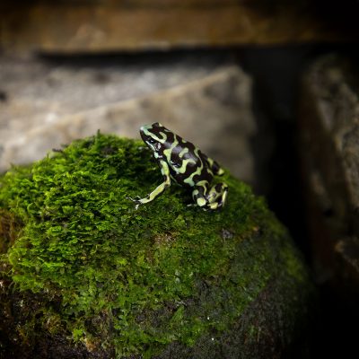 Dendrobates auratus Reticulated