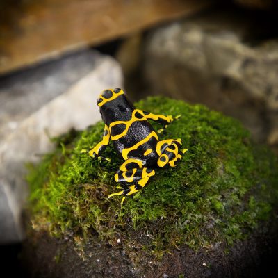 Dendrobates leucomelas Standard