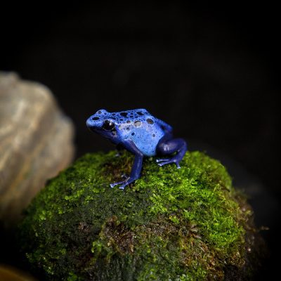 Dendrobates tinctorius Azureus