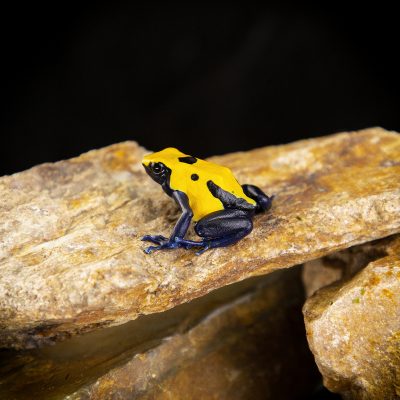 Dendrobates tinctorius Citronella
