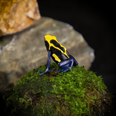 Dendrobates tinctorius Cobalt