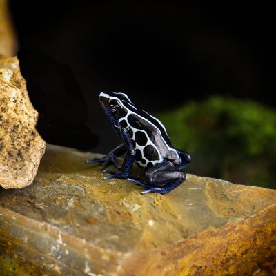 Dendrobates tinctorius Oyapock