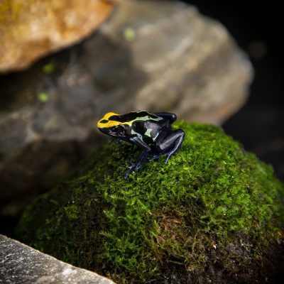 Dendrobates tinctorius Robertus young