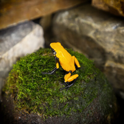 adelphobates galactonotus orange