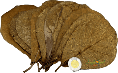 Indian Almond Leaves