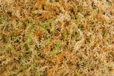 Besgrow SpagMoss - The Best Sphagnum Moss - Image 2