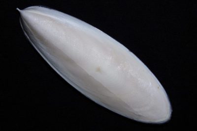 Cuttlefish Cuttlebone