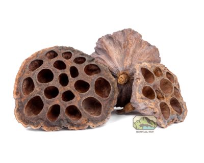 Lotus Pods
