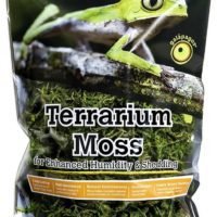 Galapagos Green Sphagnum Moss