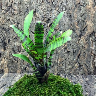 Mini Neoregelia Bromeliad - Killer Bee