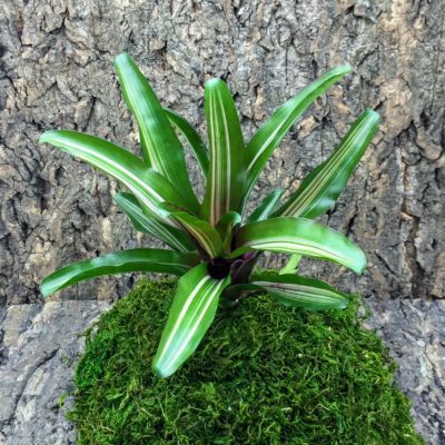 Mini Neoregelia Bromeliad - Zoe