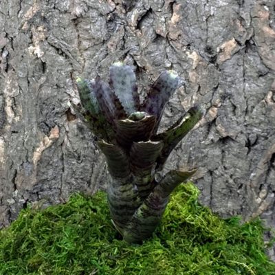 Nano Neoregelia Bromeliad - Punctatissima (Rubra)