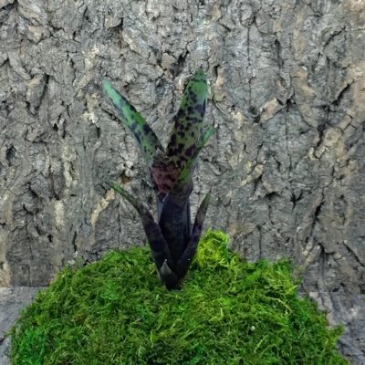Mini Neoregelia Bromeliad Ariel