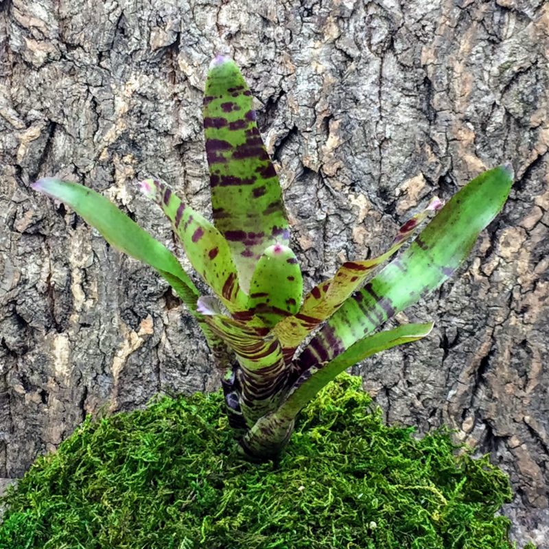 Mini Neoregelia Bromeliad ‘Blushing Tiger’