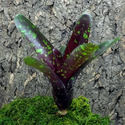 Mini Neoregelia Bromeliad ‘Royal Burgundy x Fireball