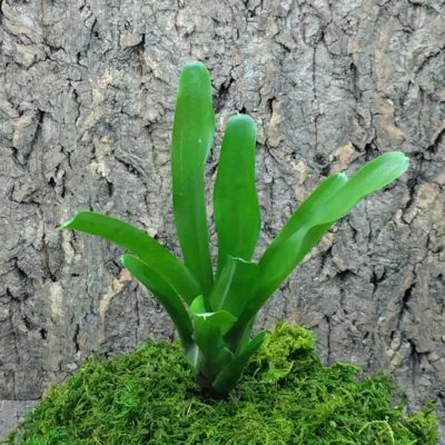 Mini Neoregelia Bromeliad Chiquita Linda x Fireball