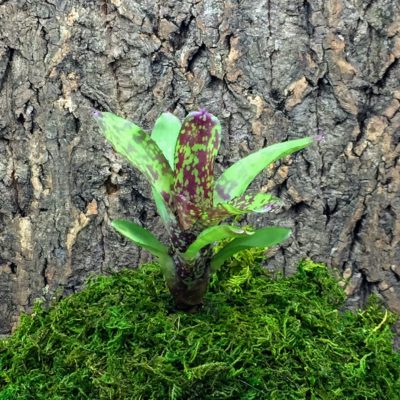 Mini Neoregelia Bromeliad - Tweedle Dee x Night Spot