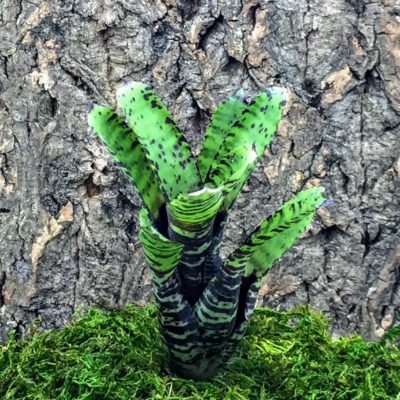 Mini Neoregelia Bromeliad Tidbit