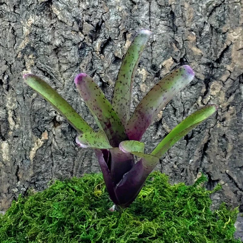 Mini Neoregelia Bromeliad ‘Fireball F2’