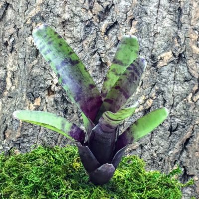 Mini Neoregelia Bromeliad Rubrifolia
