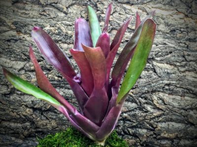 Neoregelia Bromeliad - Dexter's Pride x Fireball