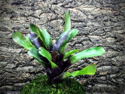 Neoregelia Bromeliad - Aztec x Fireball