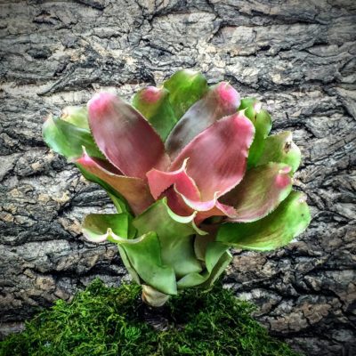 Neoregelia Bromeliad ‘Honour Bright’