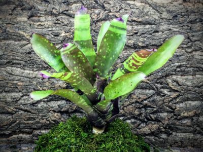 Neoregelia Bromeliad Marmorata Banded