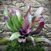 Neoregelia Bromeliad - Grape Vine
