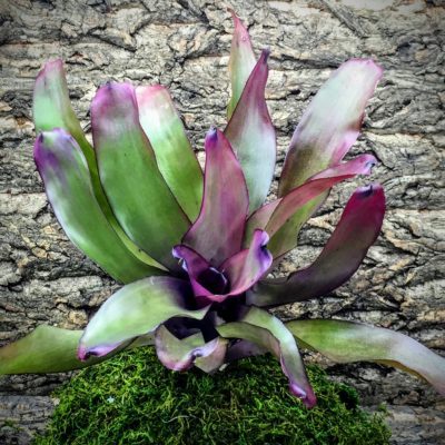 Neoregelia Bromeliad - Grape Vine